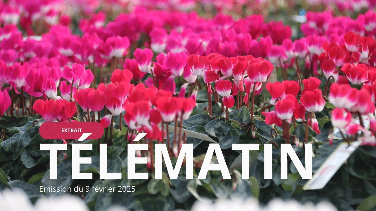 Morel Cyclamen sur Télématin France 2