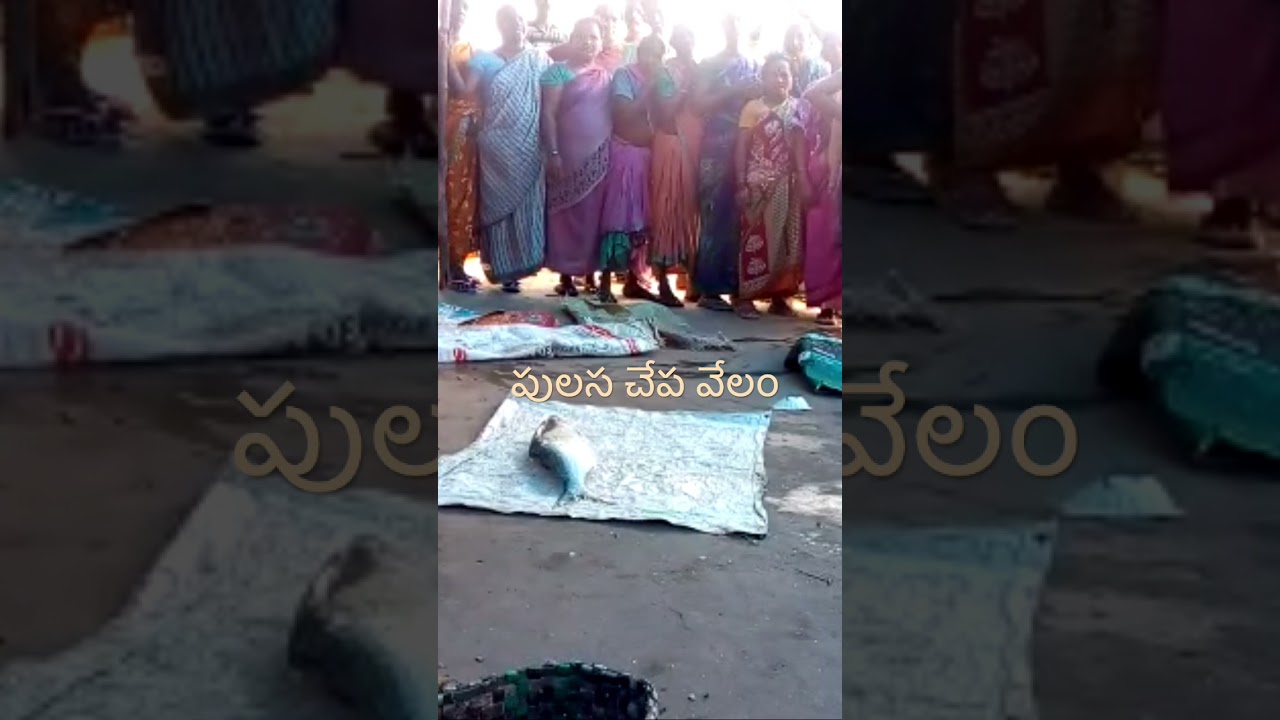 Pulasa fish auction, crazy! Just one @ Rs17000.