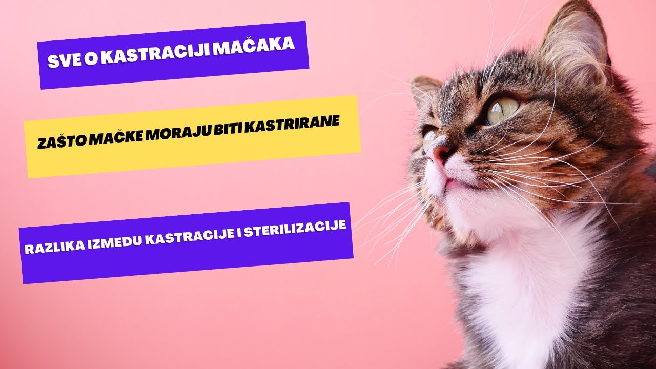 Zašto mačke moraju biti kastrirane - Sve o kastraciji mačaka!