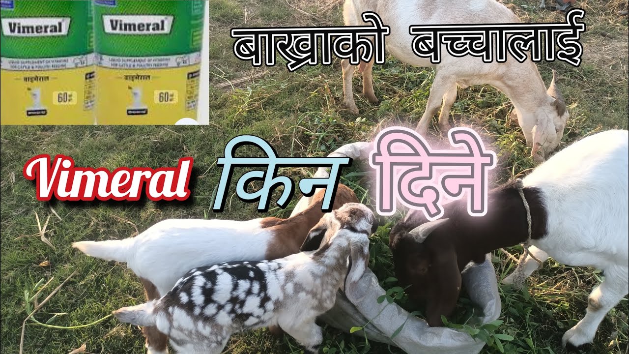 बाख्राको बच्चालाई भिमराल पिलाउँदा हुने फाइदाहरू