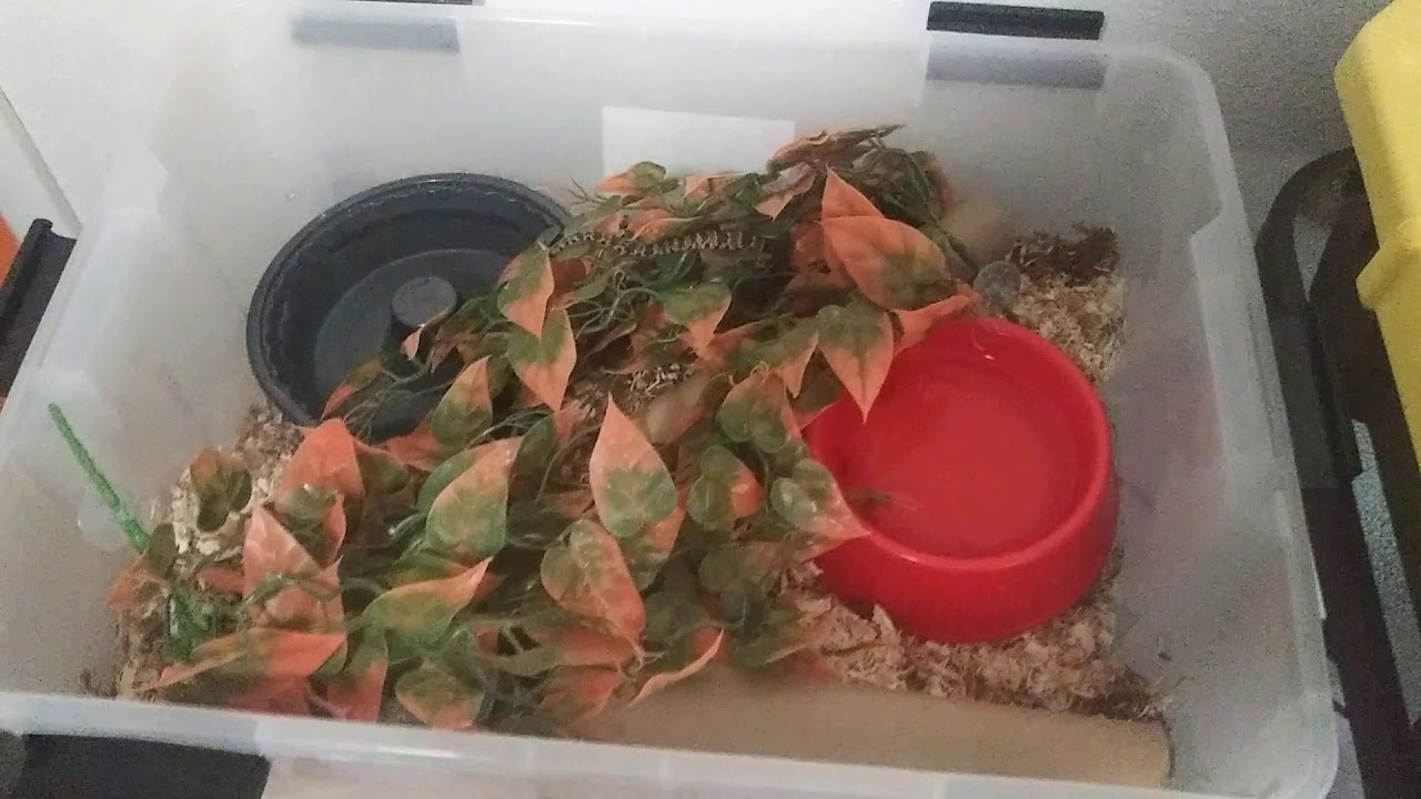 False water cobra tub