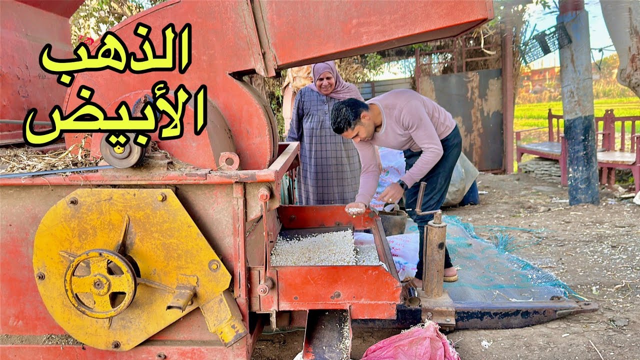 ياسلام على الحصاد بعد التعب (حصدنا الذهب الابيض )فاصوليا اشكال والوان 🤔🤔🤔