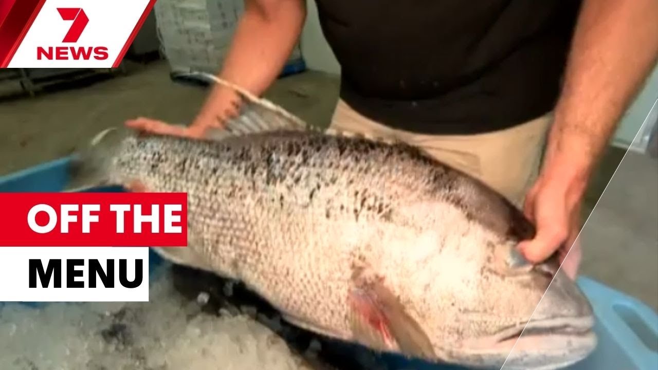 Permanent fishing ban takes prized species off the menu | 7NEWS