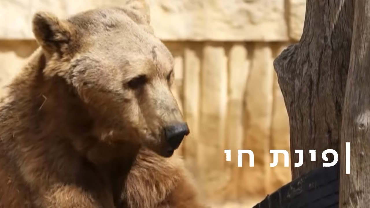 בוקר דוב: אחרי שינה של חודשיים - אלברט מחפש חברים