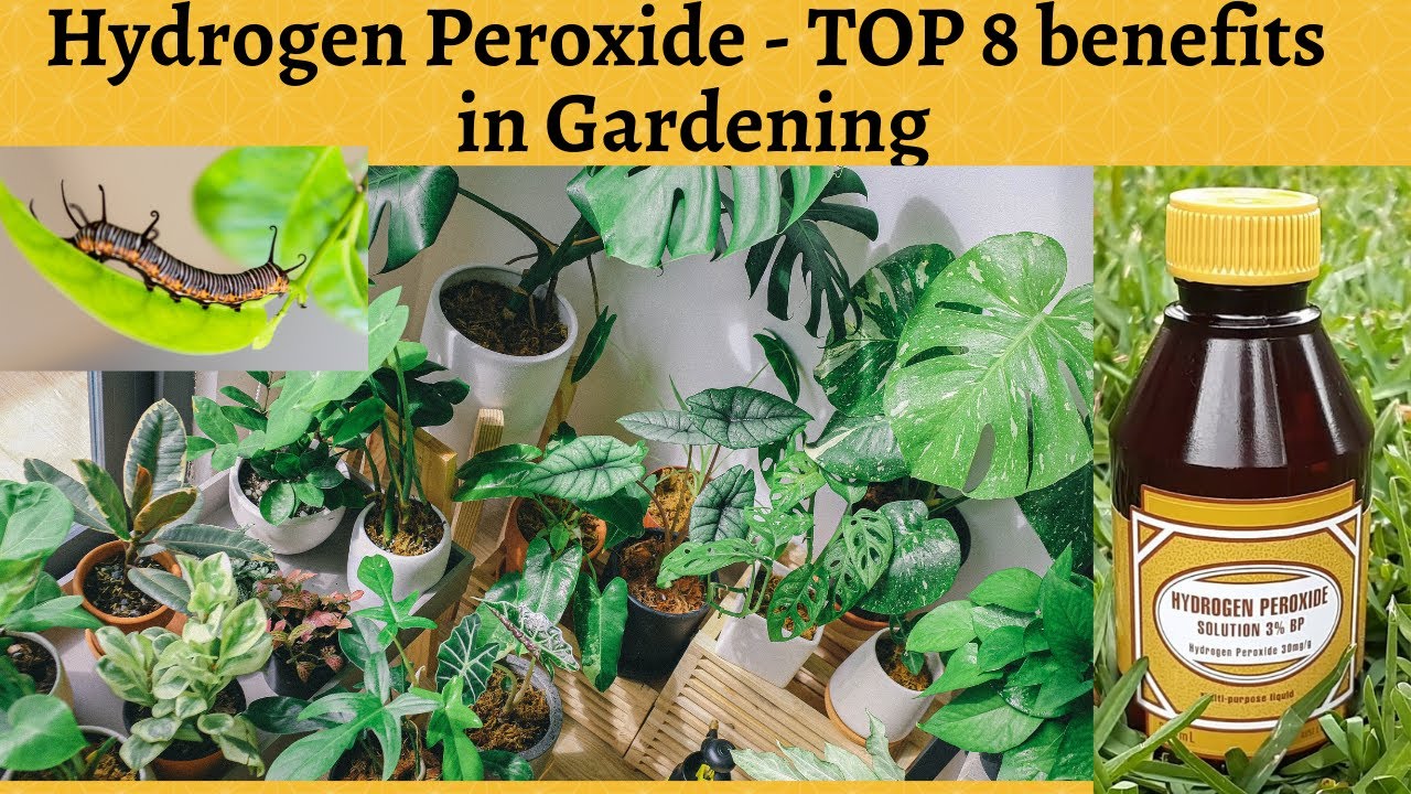 Hydrogen Peroxide for plants - 8 Uses in Organic Gardening