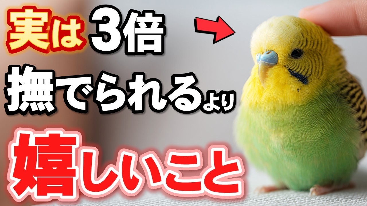 殆どが知らない！インコが頭を撫でられるよりも嬉しい７つのこと【保存版】
