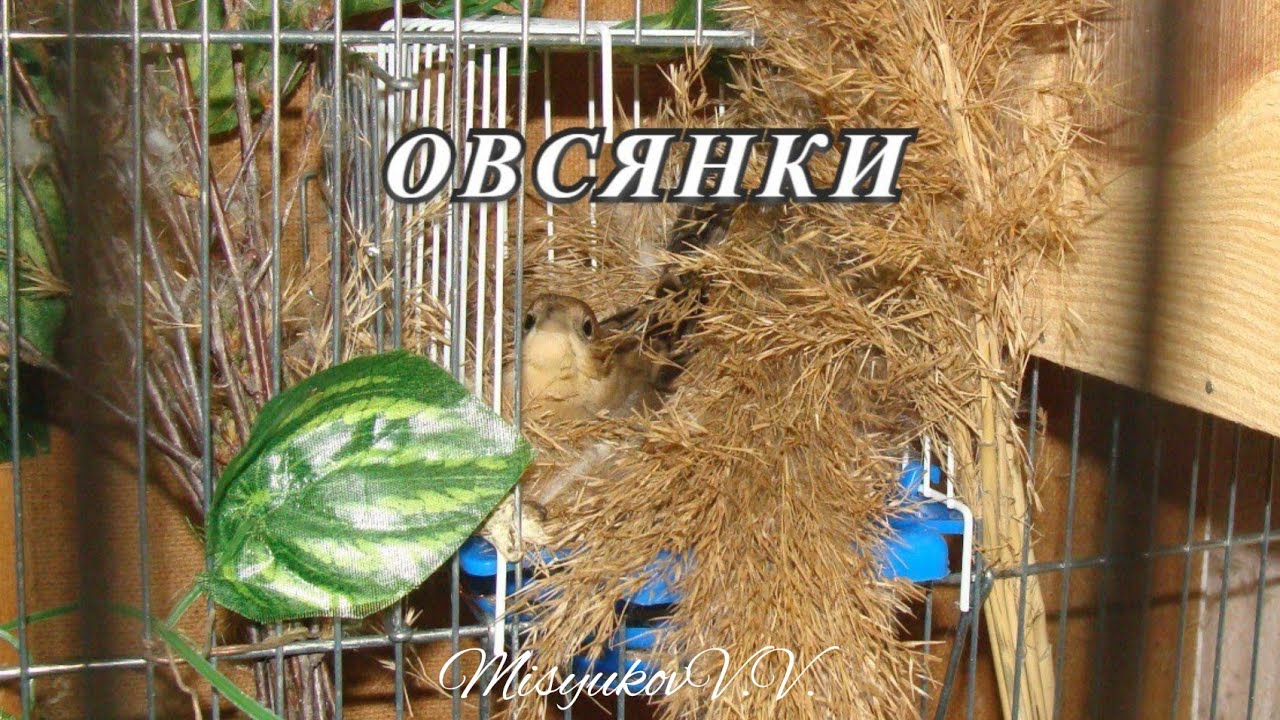 Овсянки 2017 год №4