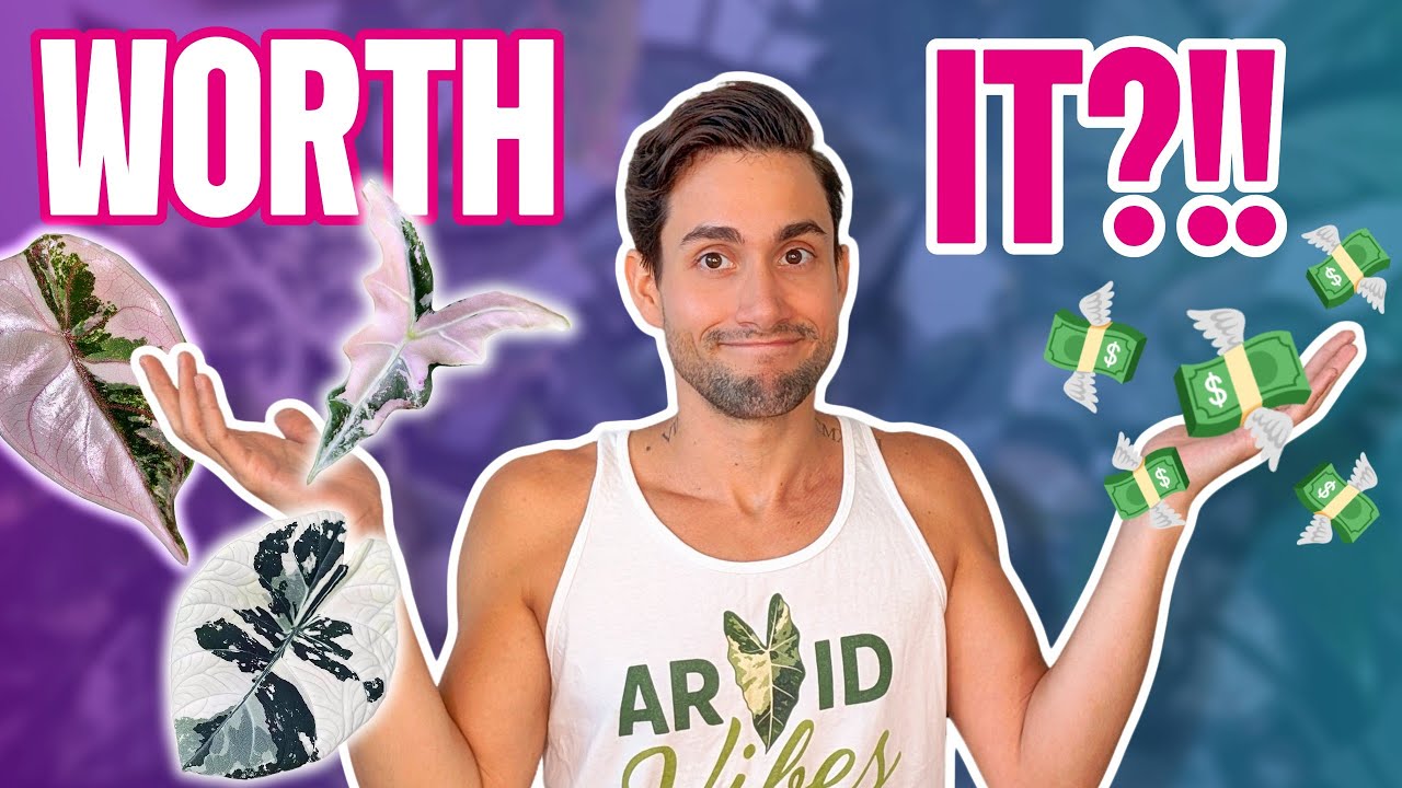 My MOST EXPENSIVE Variegated Alocasia Haul +Tissue Culture Tutorial!