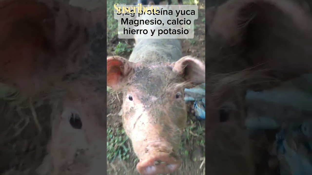 C&oacute;mo criar cerdos a bajo costo #pig #cerdo #animals #campo #viral #criadero #economia #porcicultura