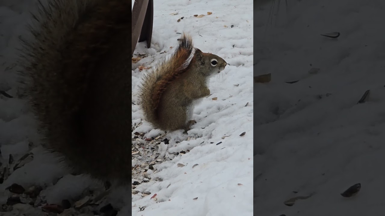 Gus is impatient squirrel. Snacky Stitch #short #squirrel #squirrelseating