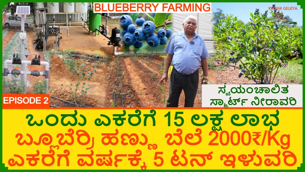 ಬ್ಲೂಬೆರ್ರಿ ಬೆಳೆ ಹಣ್ಣು 2000₹/Kg ಎಕರೆಗೆ 15 ಲಕ್ಷ ಲಾಭ 5 ಟನ್ ಇಳುವರಿ | Smart Irrigation Blueberry Farming