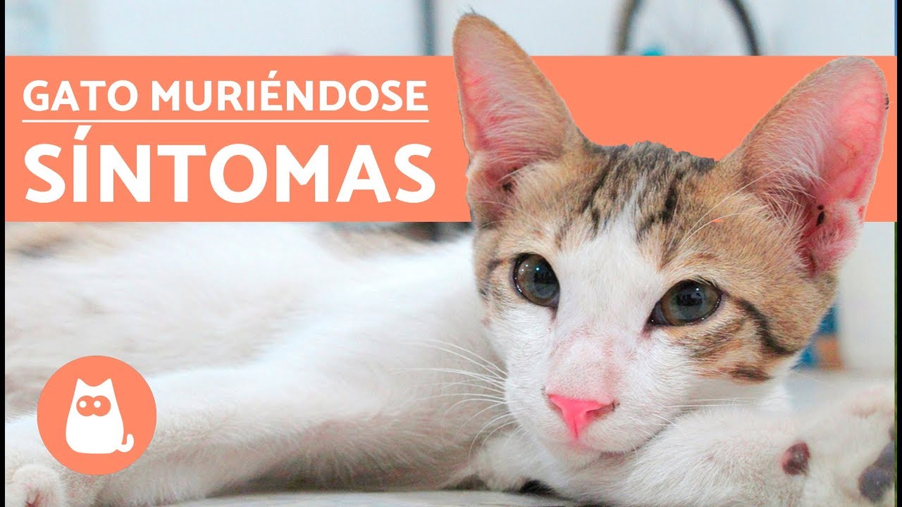 ¿Cómo saber si un gato se va a morir?