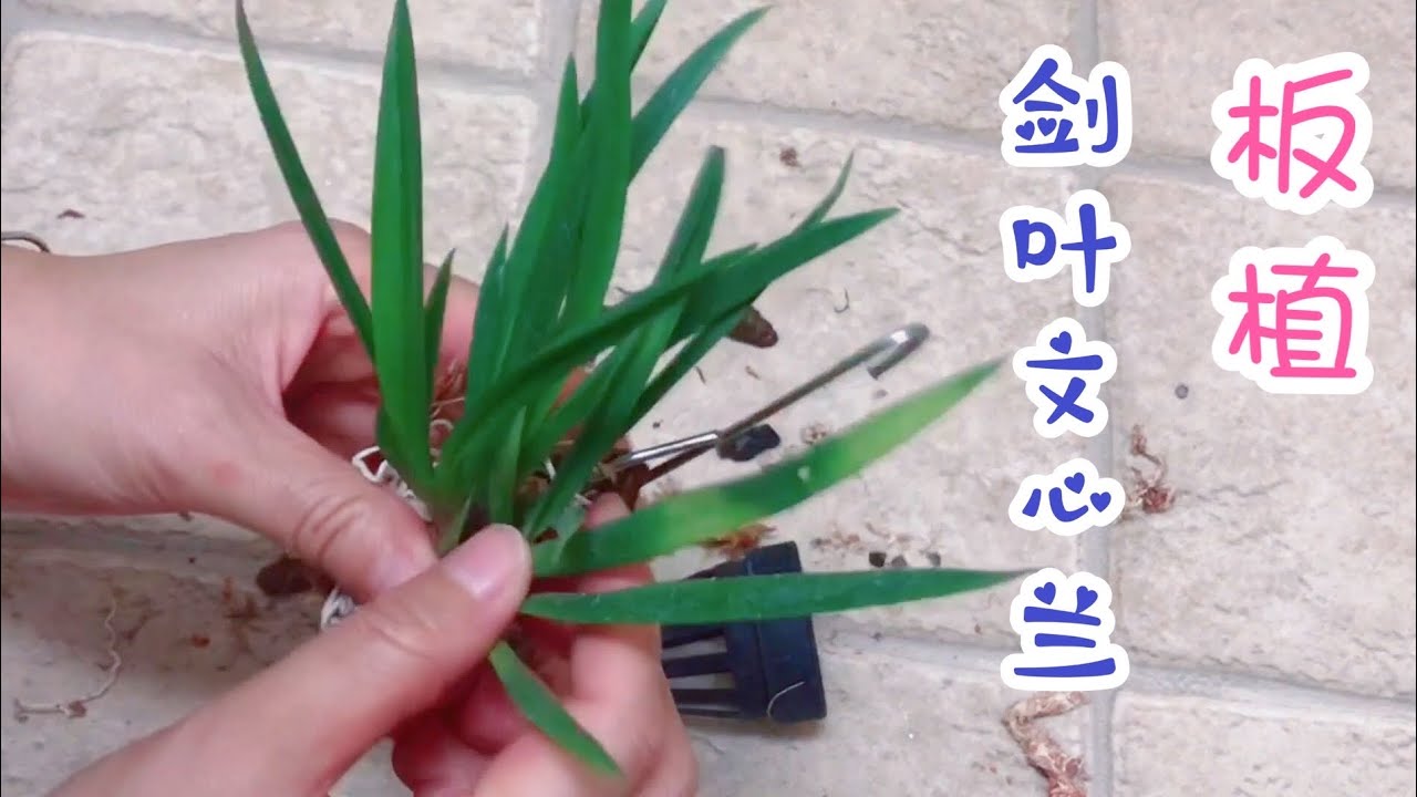 板植剑叶文心兰 Mounting Tolumnia Jairak Flyer ‘Red Mask’  on wood ｜洋兰｜兰花｜室内花卉｜