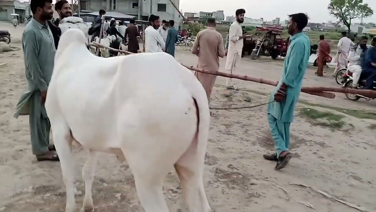Maweshi Mandi gujar Khan Big Sale Eid Maweshi Mandi gujar Khan