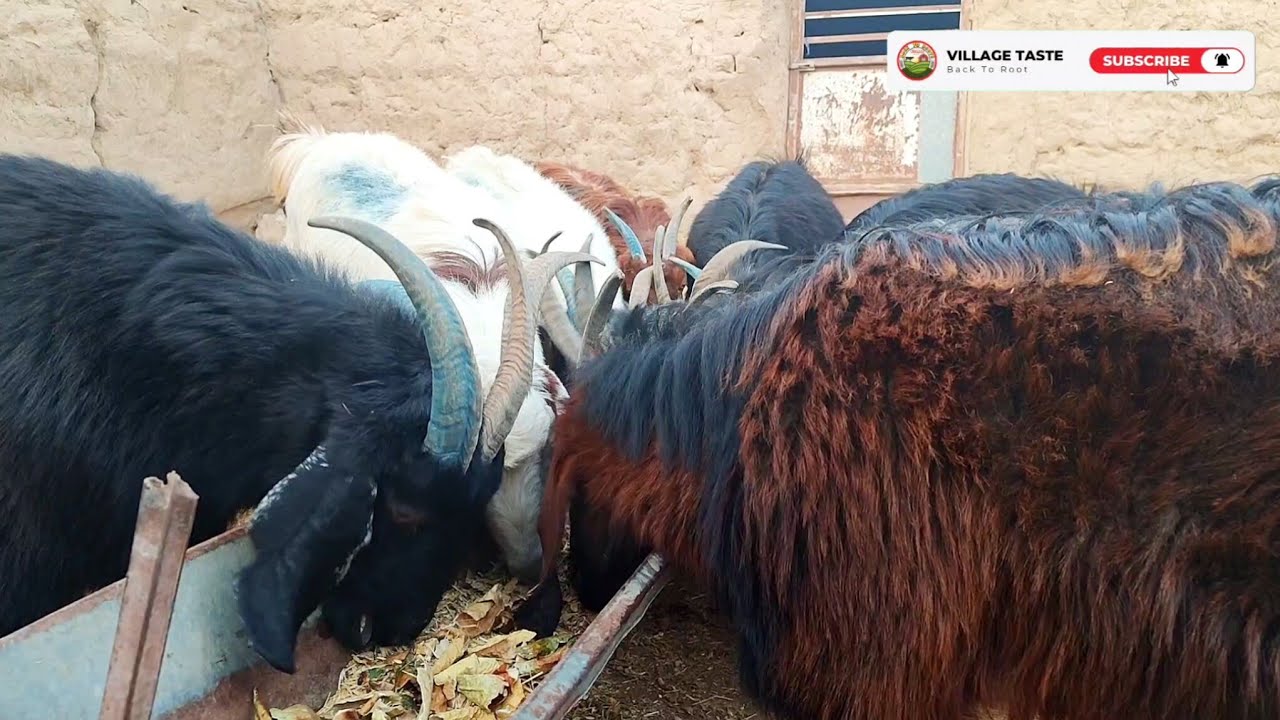 Peaceful Village Life ASMR – Goats Eating Fresh Food 🌾🐐