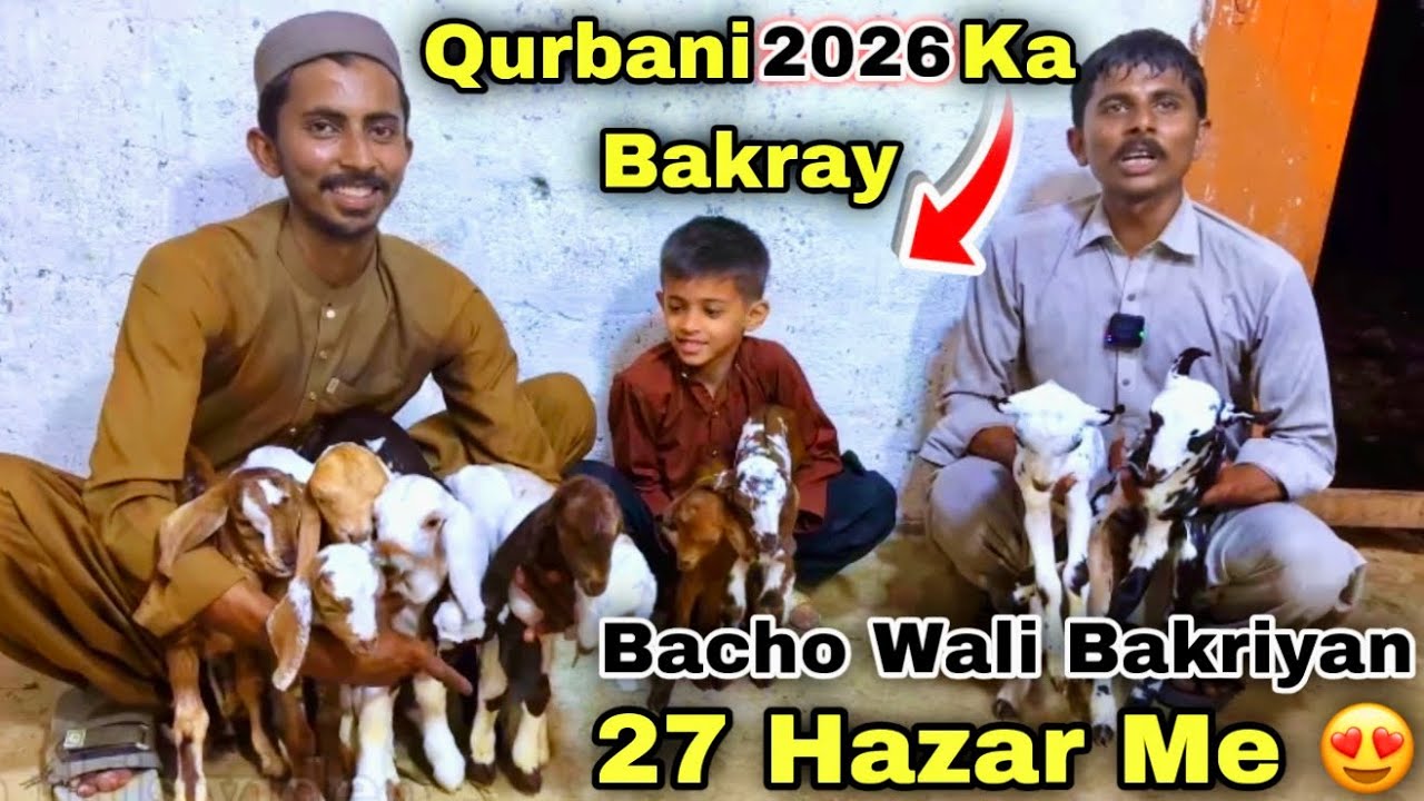 Lalukhet Ka Ghar Me Qurbani 2026 Ka Bakra & Bacho Wali Bakriyan 😍 | Lalukhet Bakra Mandi 
