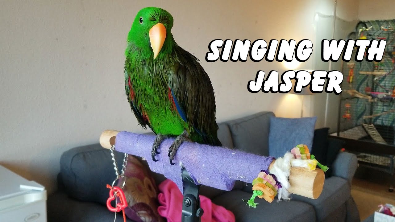 Jasper Sings You are My Sunshine - Jasper the Eclectus Parrot