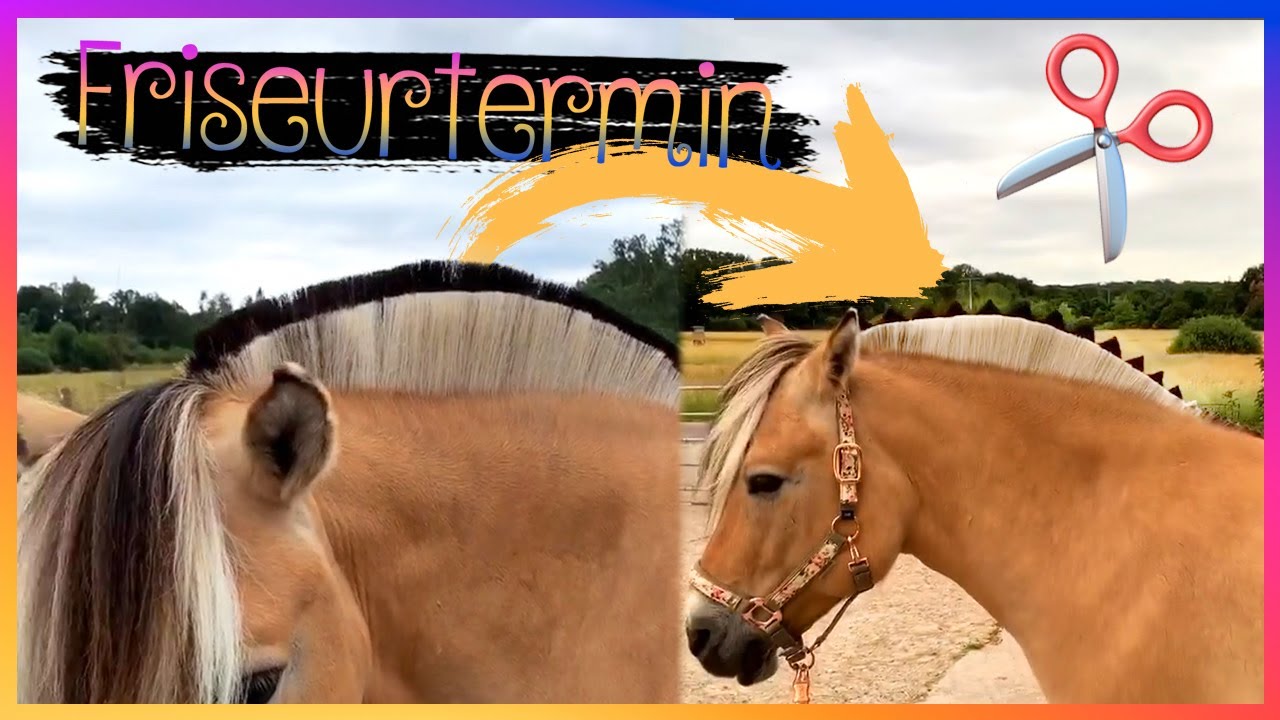 DRACHENZACKEN-FRISUR (bei Tiffy) ✂️ Stehmähne schneiden 🐴 | Storys auf Fjordis