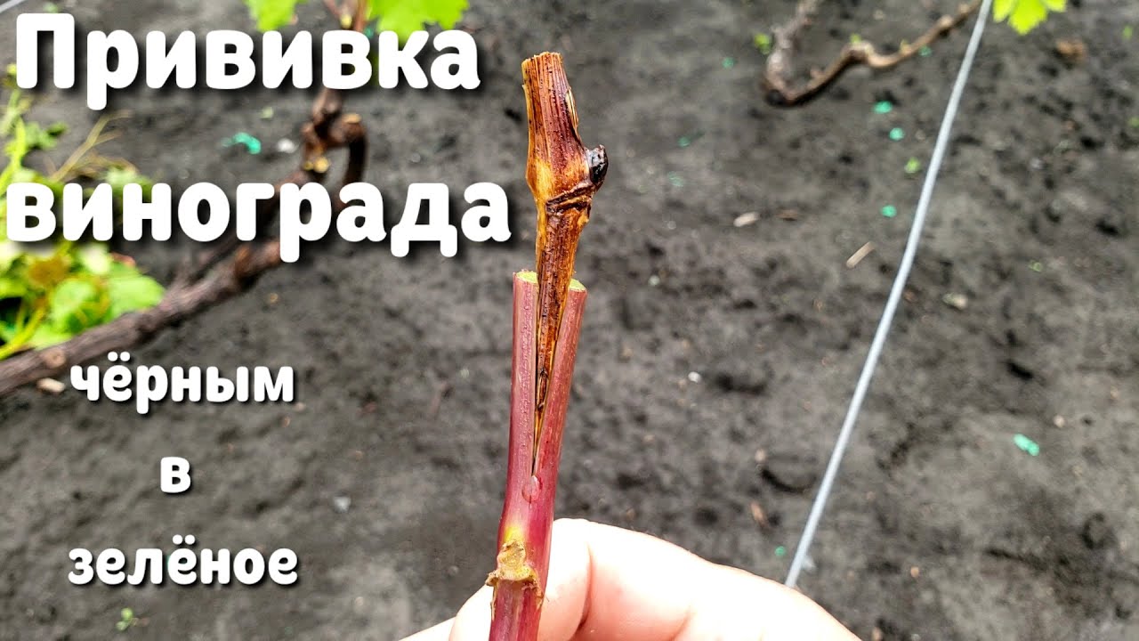 Прививка винограда. Как привить легко? Весенняя прививка винограда