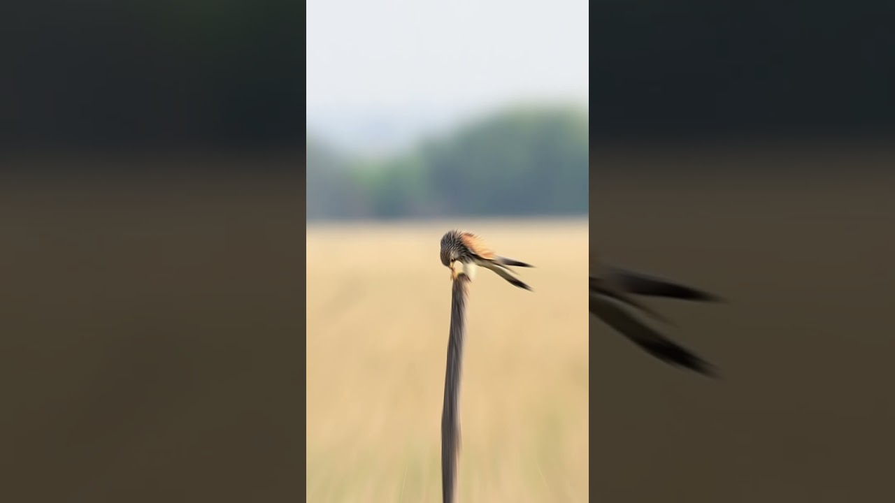 Canon EOS 90D and Sigma 150-600mm Contemporary lens, Bird photography, #bird #canon #wildlife