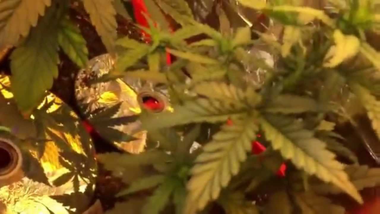 Auto Flowering Plants. Hps CFL lights. Cannabis plant.