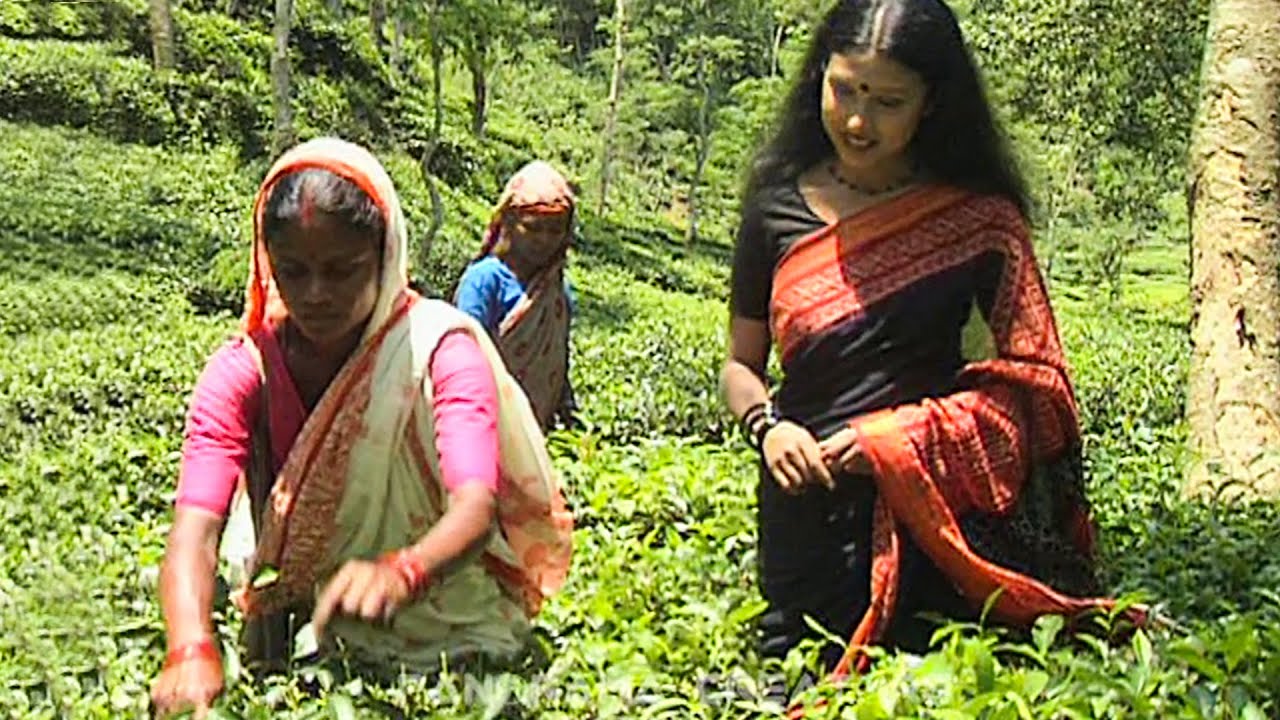 বাংলাদেশের প্রথম চা বাগান সিলেটের মালনীছড়া (২০০৬)
