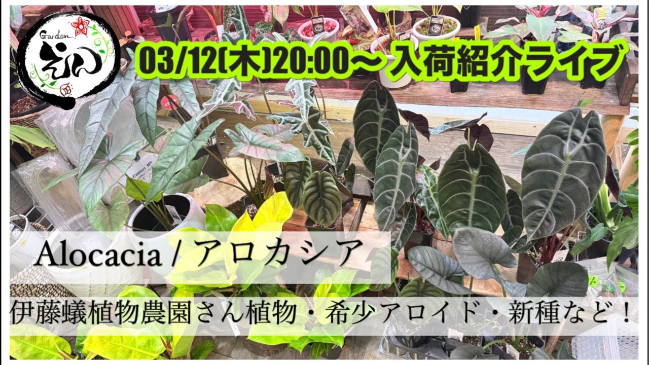【03/12入荷紹介ライブ】Garden えん　観葉植物/アロイド希少植物