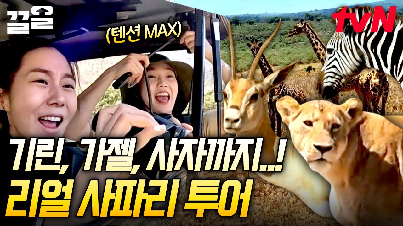 ★웰컴 투 탄자니아 사파리 투어★ 살아 움직이는 야생 동물들에 도파민 폭발한 산악회 회원들 | 인생에한번쯤은킬리만자로