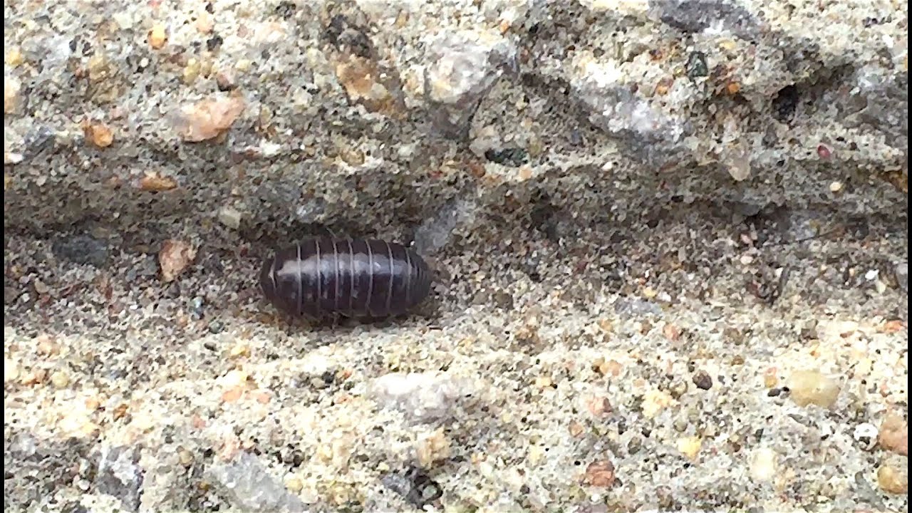 Slater bugs walking in line (pillbug, crustacean, wood louse)