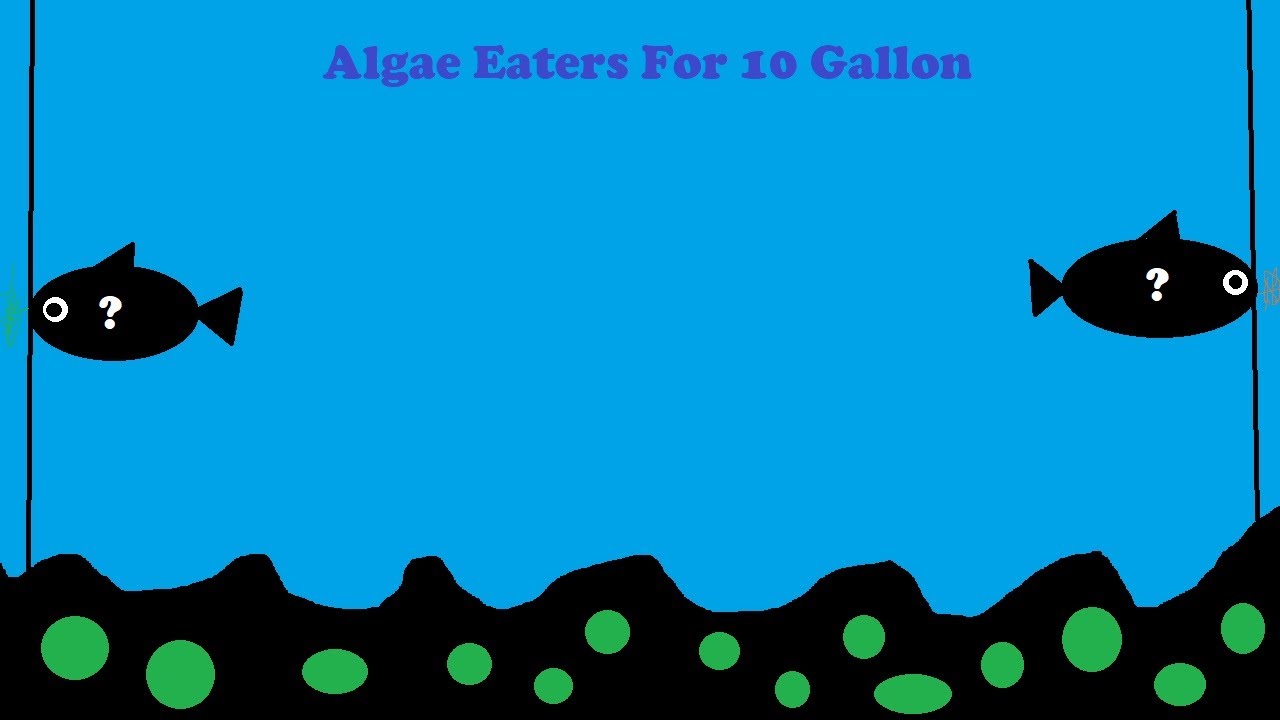 Top 10 Algae Eaters For 10 Gallons