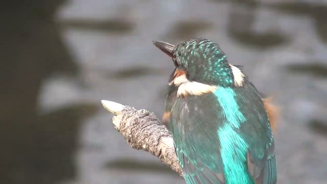 （ハクセキレイとカワセミ）鳥たちも冬支度でポッコリしてきました