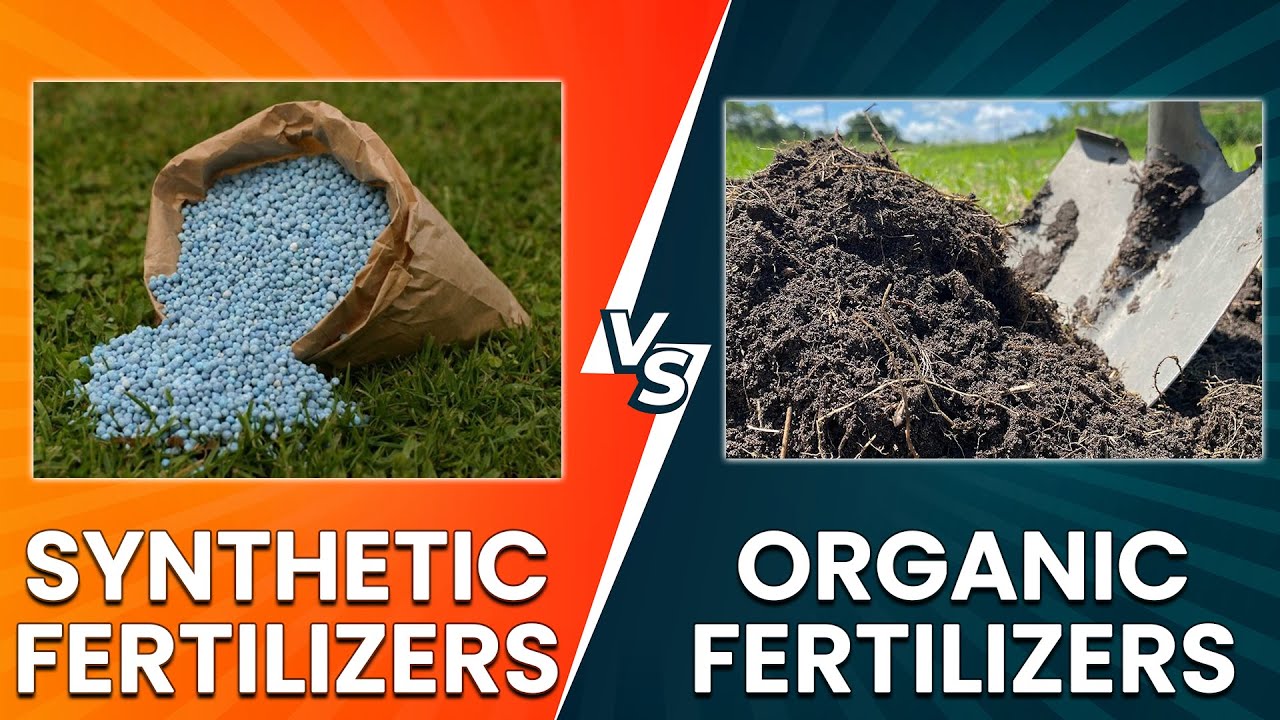 Synthetic Fertilizers vs Organic Fertilizers: Which One Should You Use?