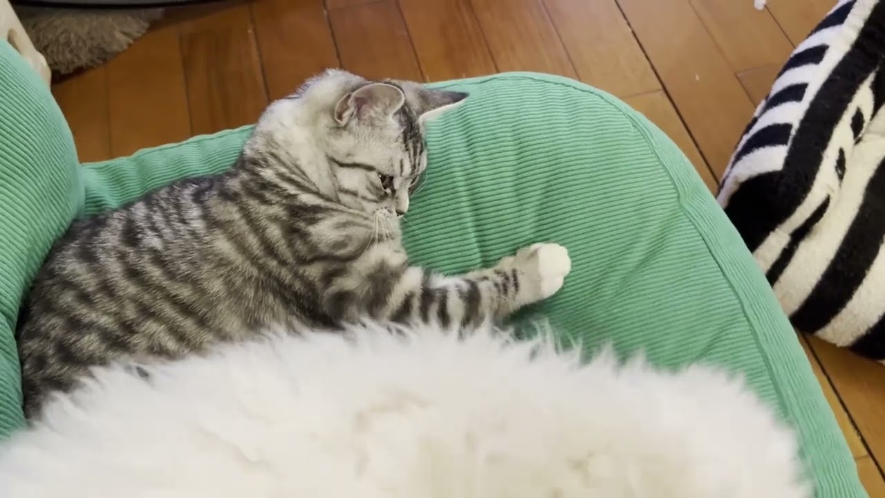 Cute kitty and puppy