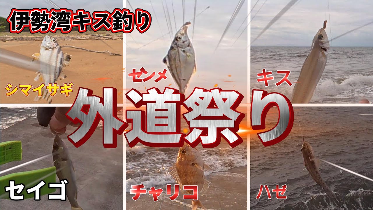良型のキスを探して浜の様子を見てきましたが、なかなか厳しいですね～