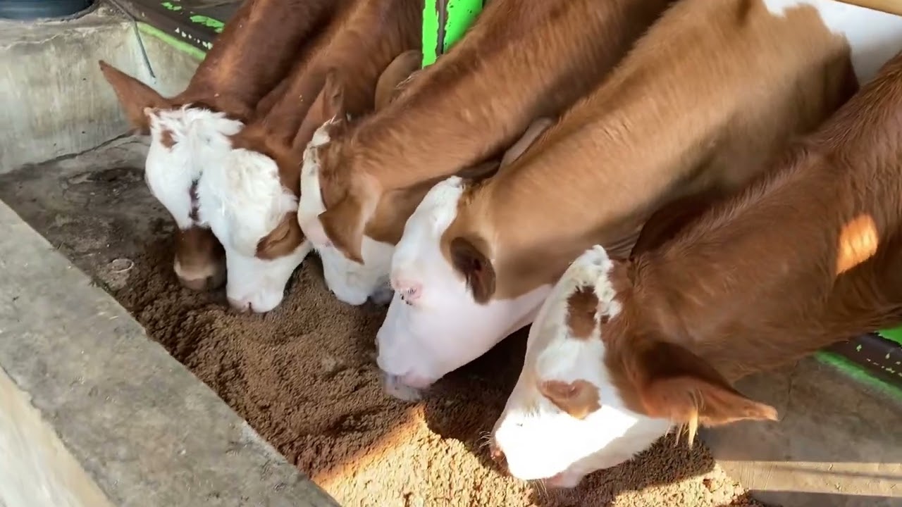 Solusi tepat di saat kekurangan rumput/kekeringan!!NO RIBET??