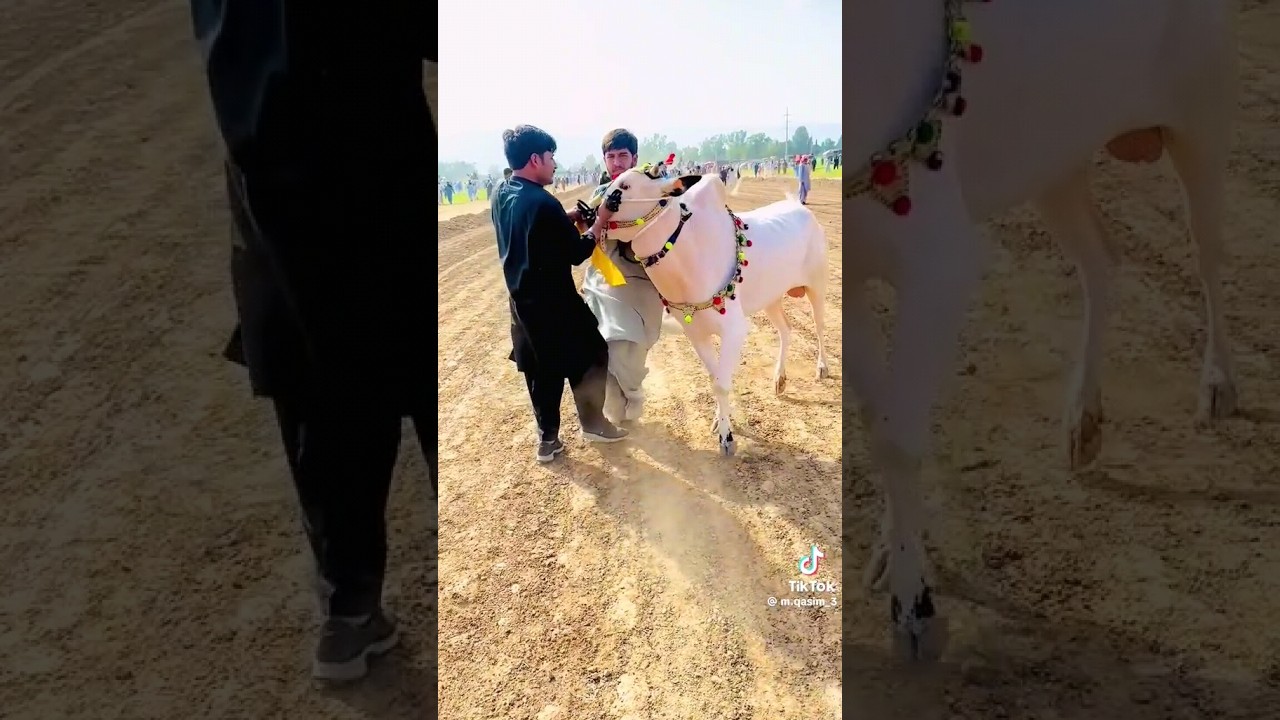 Racer Fateh jangi bull #youtubeshorts #fatehjangibulls #shortsvideo