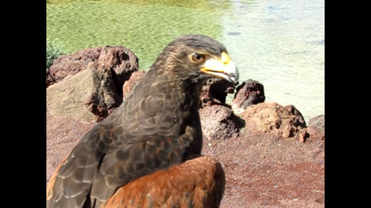 Oasis Park. Bird of Prey Show Fuerteventura