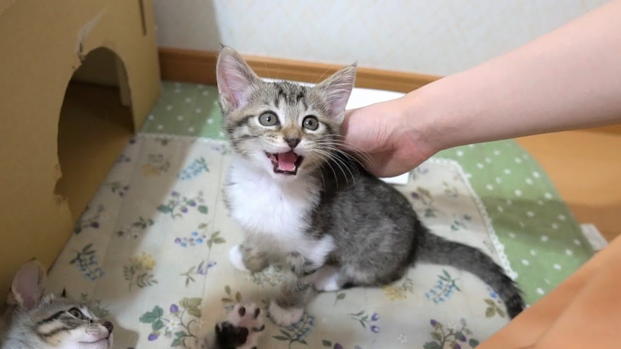 【生後56日】３つ子の子猫たち病院で検査を受けてきました