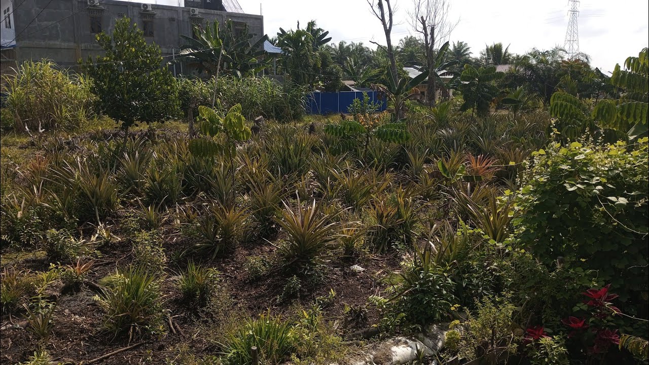 KABUT TEBAL DI PAGI HARI ⁉️MENANDAKAN CUACA PANAS