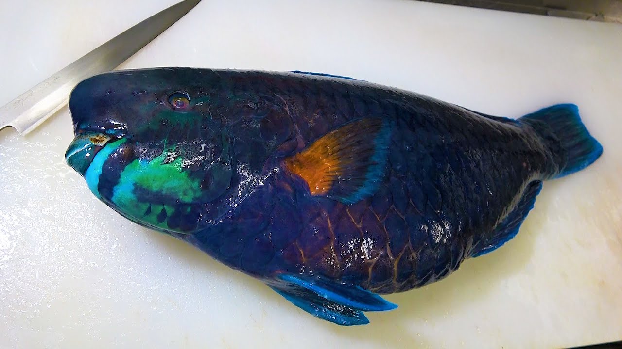 食べたら死亡！超ぜつ危険魚【アオブダイ】を捌いて食べようとした結果・・・