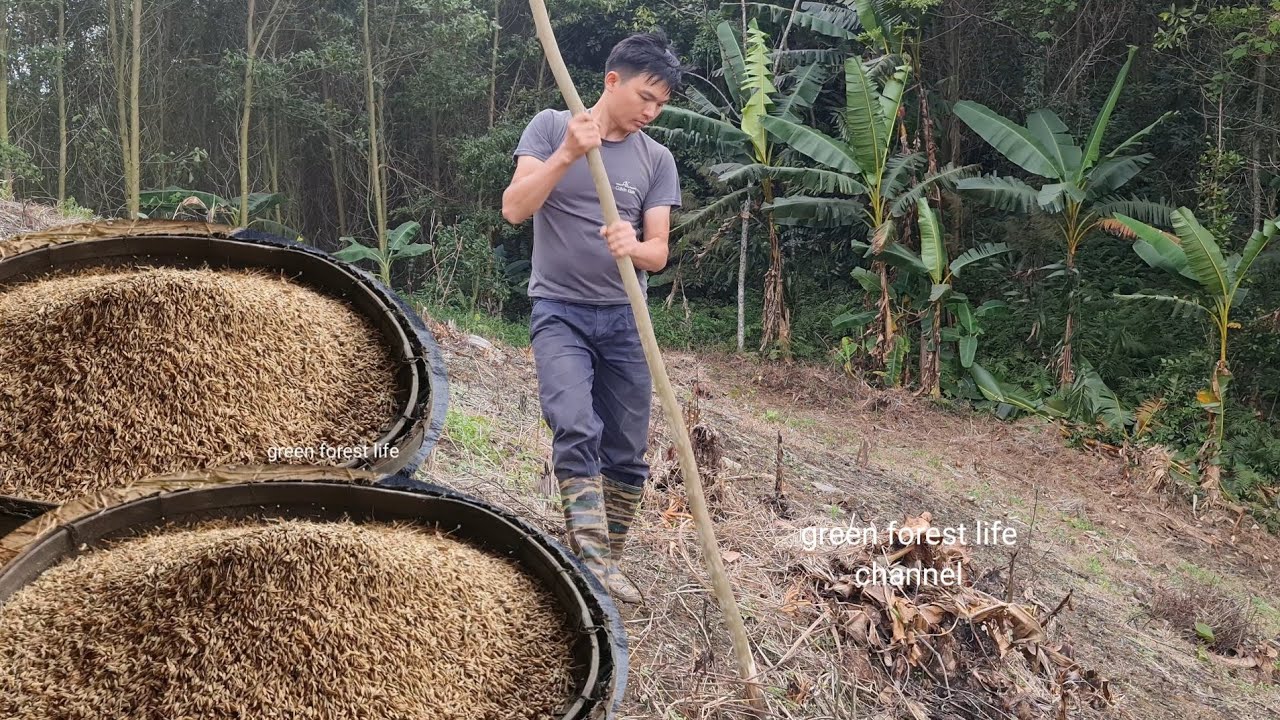 Robert starts planting upland rice crop in 2022, Survival Instinct, Wilderness Alone (ep165)