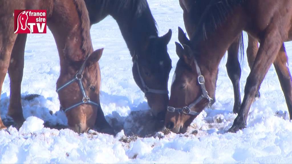 Elevage Detouillon dans le Jura (Haras de Longechaux) sous la neige