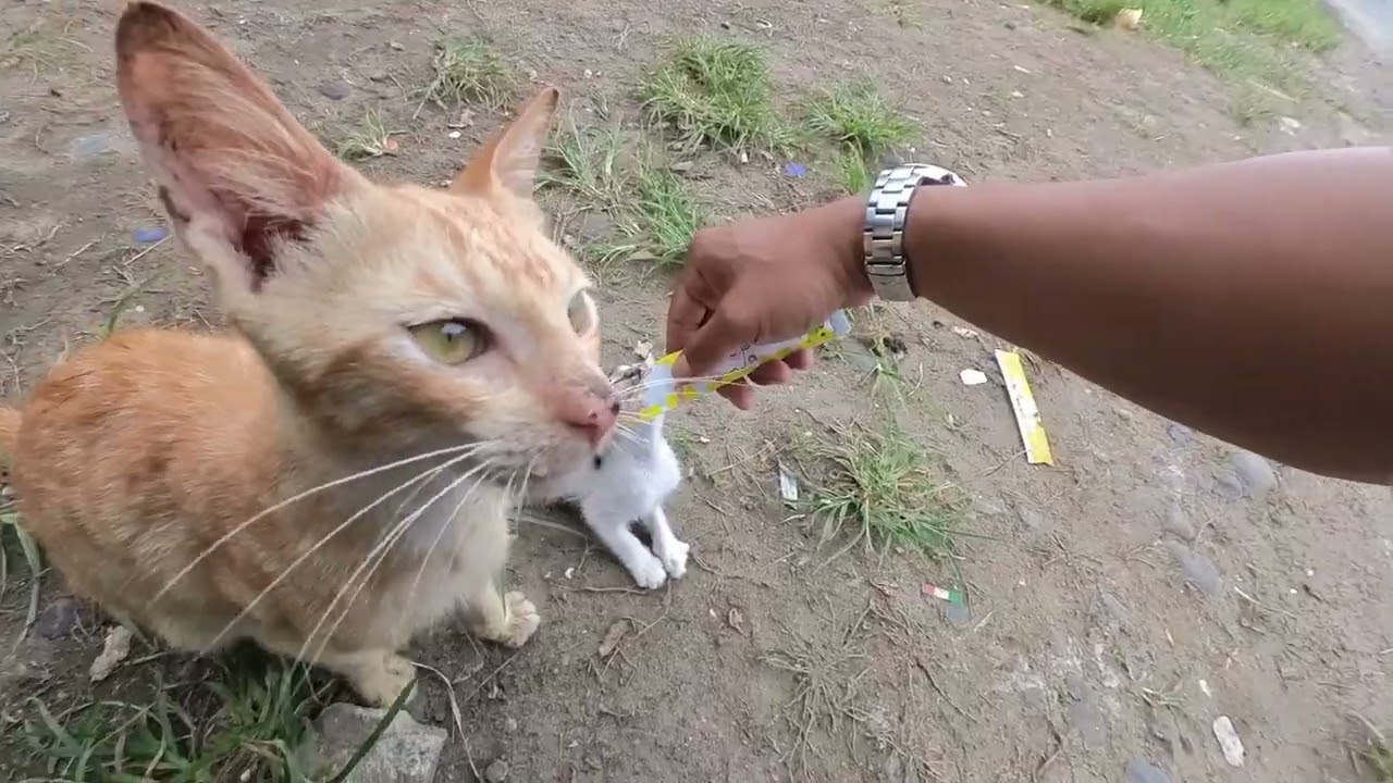 Asli anak kucing ini hiper aktif ampe kayak gini 😊