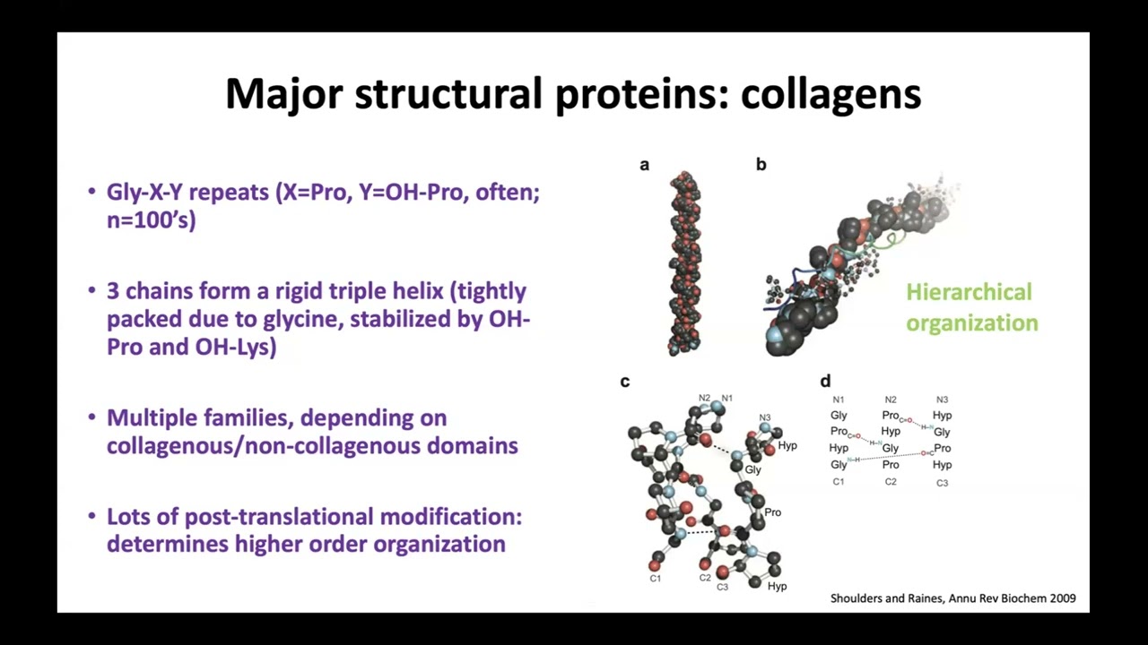 Mechanobiology Boot Camp 2024: Rebecca Wells, Animal ECM