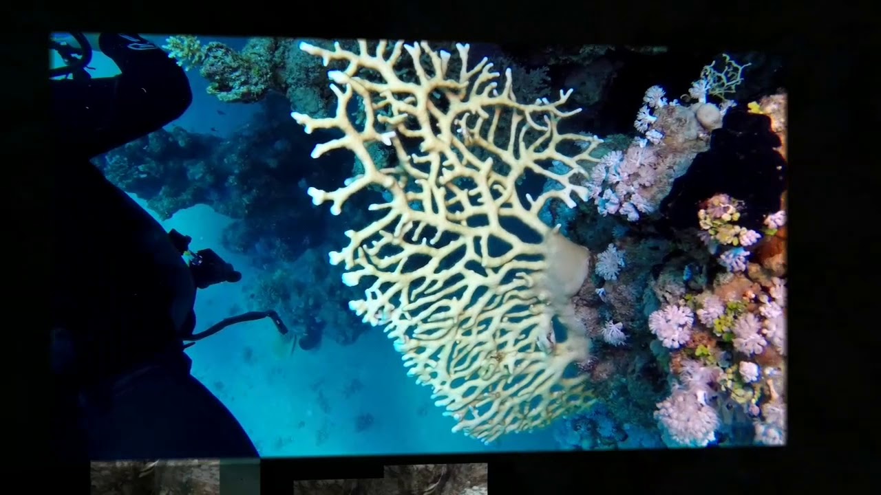 immersione Sharm el Sheik... Domina Coral Bay