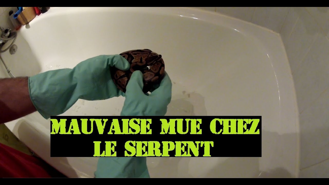 Mauvaise mue chez le Python / Donner le bain à son serpent .