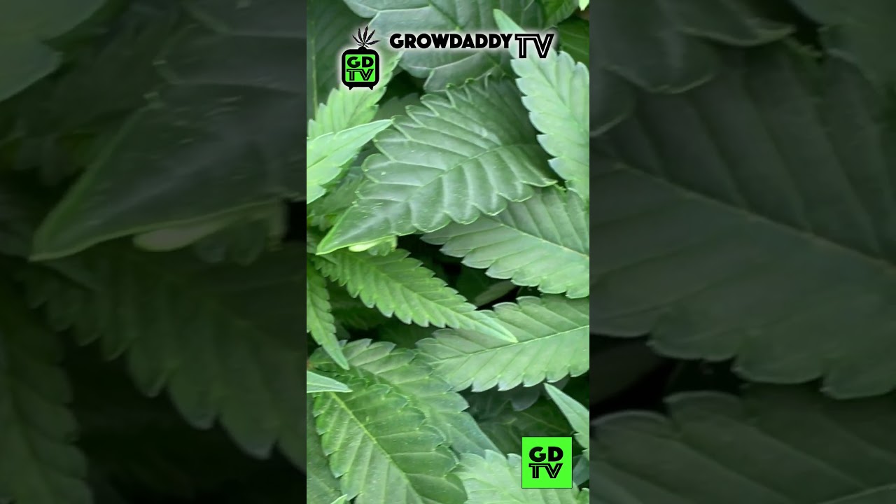 SHORT LOUISE IS BLACK #cannabiseducation #cannabisgrower #organiccannabis