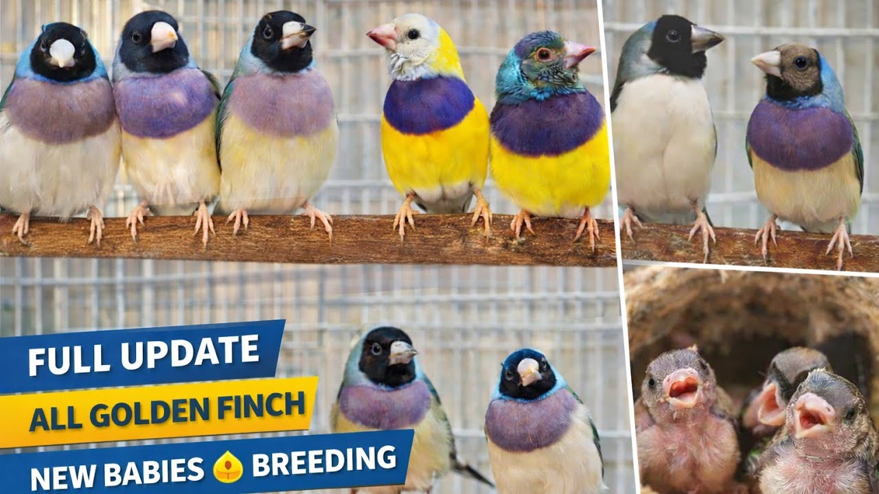 Gouldian Finch Full Aviary Update|সব গোল্ডিয়ান ফিঞ্চের অবস্থা,বেবি,ব্রিডিং ও নতুন পেয়ারের আপডেট 🐦💛