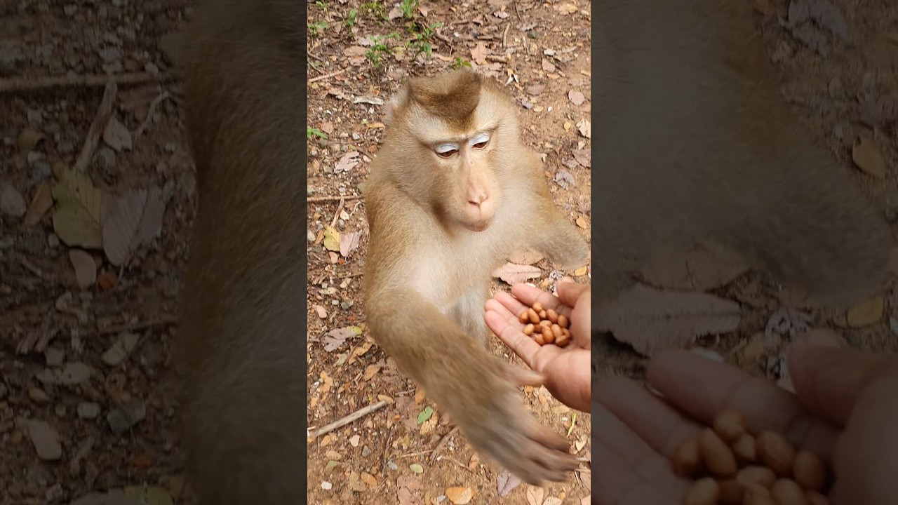 Pongo monkey feeding #funnymonkey #monkeys #wildmonkey #shortvideo