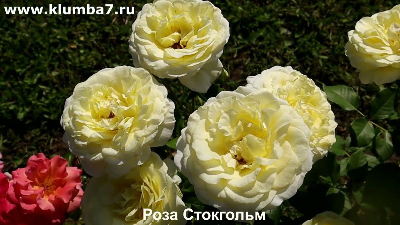 🌹🌹🌹РОЗЫ-ПЕРВОГОДКИ: Лучшие сорта для быстрого старта и обильного цветения